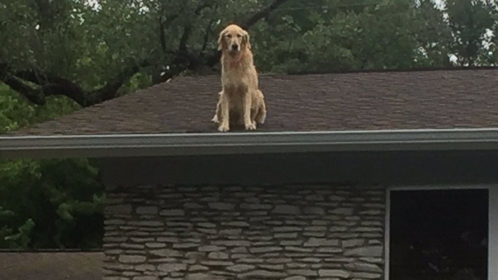 Dog named Huckleberry becomes star for hanging out on owners' roof ...