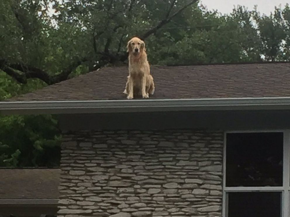 PHOTO: Dog named Huckleberry becomes star for hanging on owners roof in Austin, Texas.