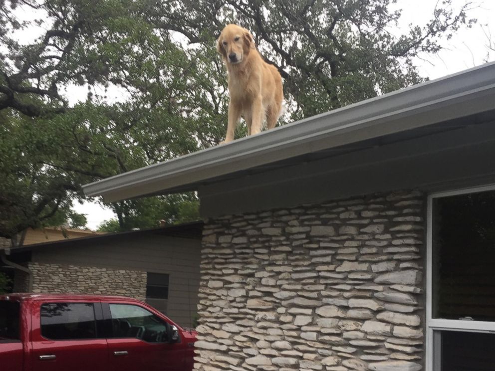 PHOTO: Dog named Huckleberry becomes star for hanging on owners roof in Austin, Texas.