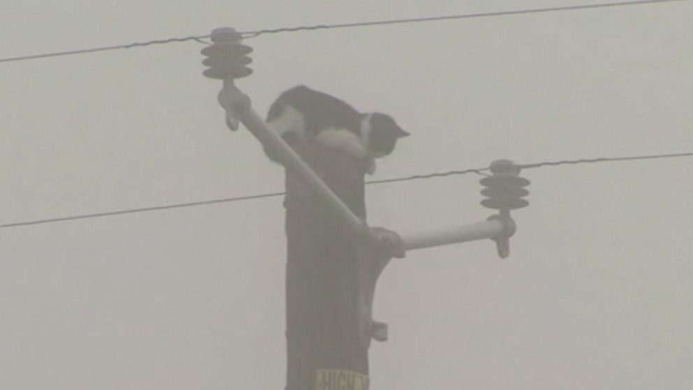 PHOTO: On Nov. 22, 2016, two linemen with the Pacific Gas and Electric Company rescued a cat that had been stuck atop a power pole in Fresno, California, for a few days, according to a PG&E spokesman. 