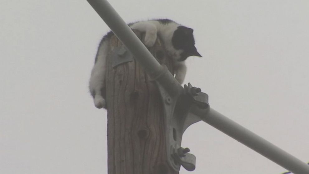 Cat stuck on utility pole rescued by LP&L