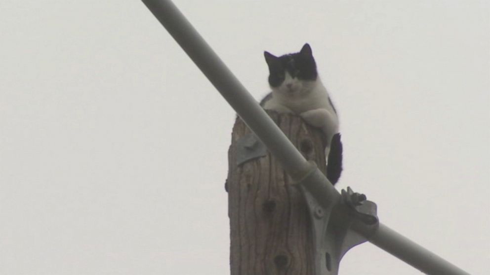 PHOTO: On Nov. 22, 2016, two linemen with the Pacific Gas and Electric Company rescued a cat that had been stuck atop a power pole in Fresno, California, for a few days, according to a PG&E spokesman. 