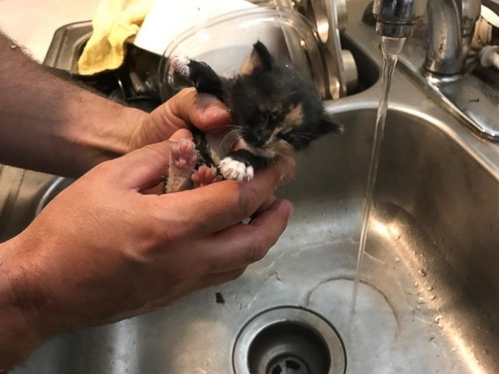 PHOTO: Fort Lauderdale Fire Rescue freed this kitten from a wall in a Florida resident's home. 