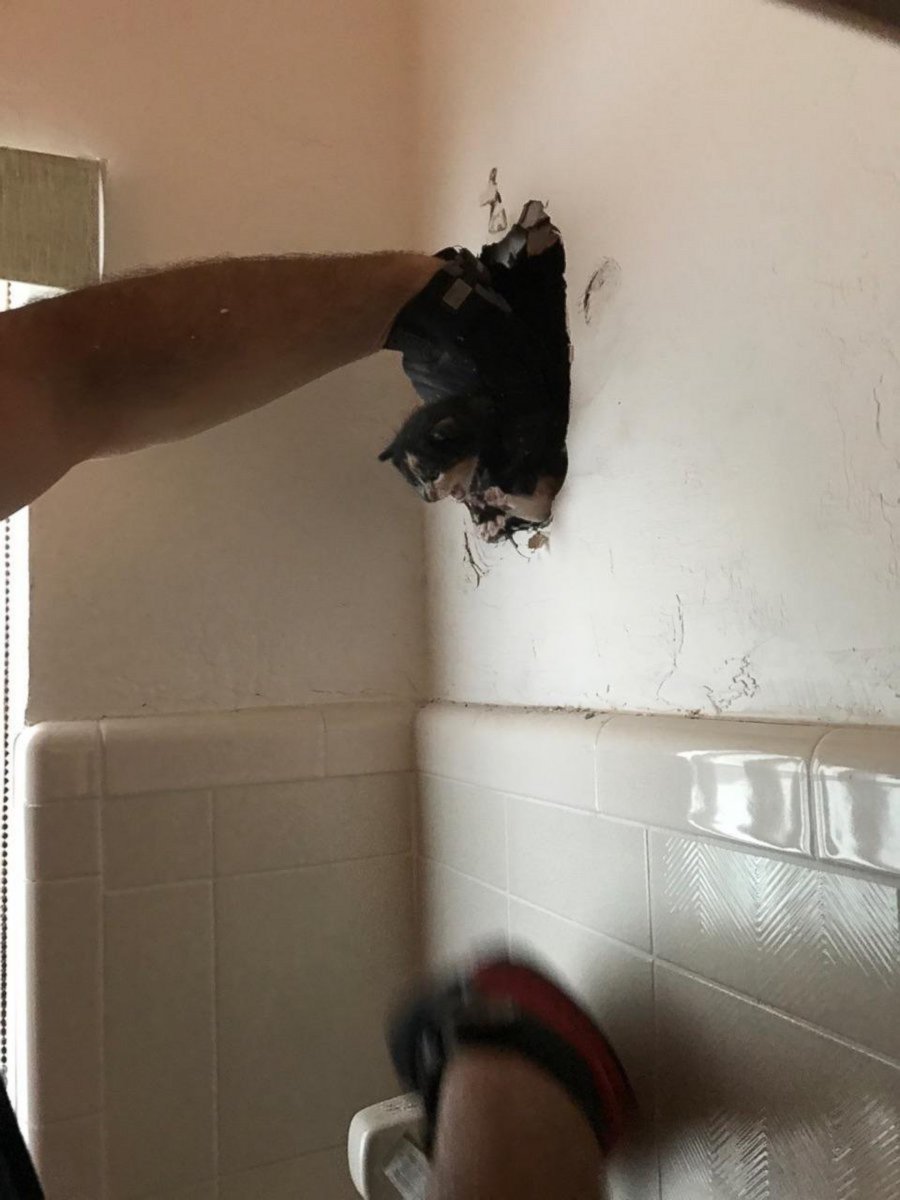 PHOTO: Fort Lauderdale Fire Rescue freed this kitten from a wall in a Florida resident's home. 