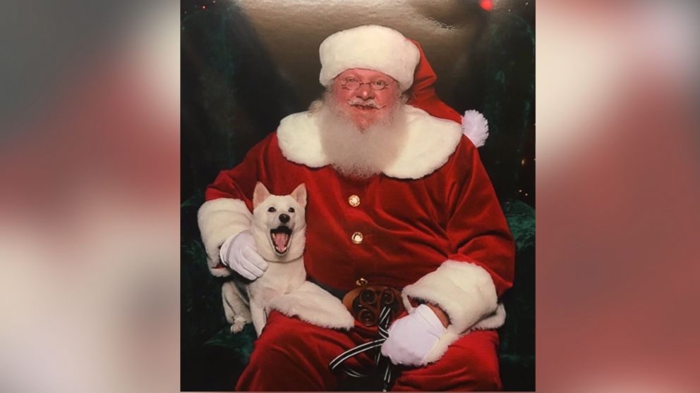 This one-year-old Orlando, Florida, dog named Kya was so excited to meet Santa Claus. 