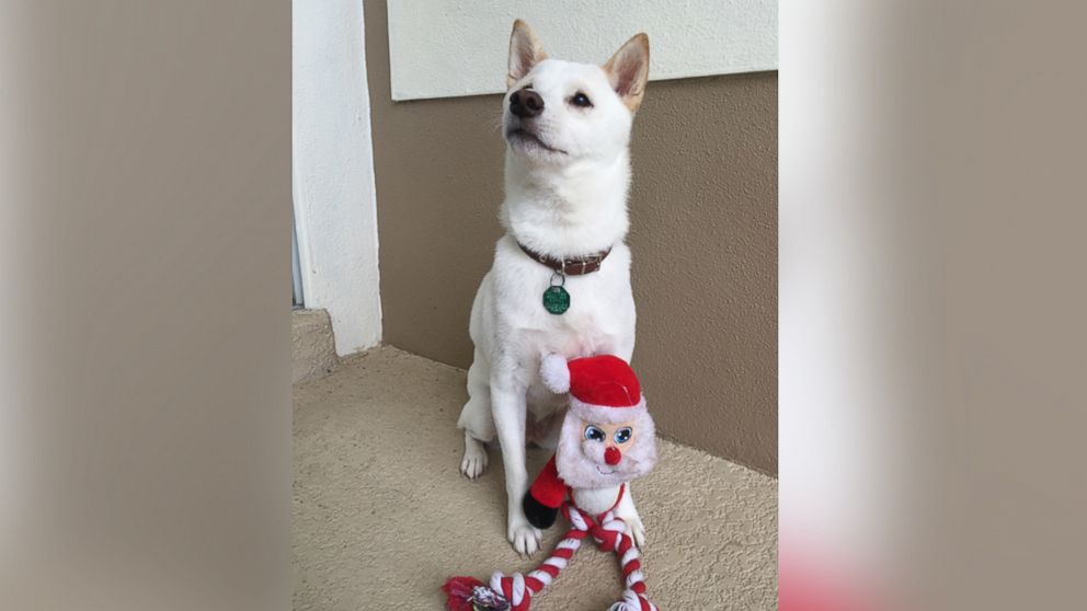 Dog Who Loves His Santa Claus Toy Gets To Meet The Man