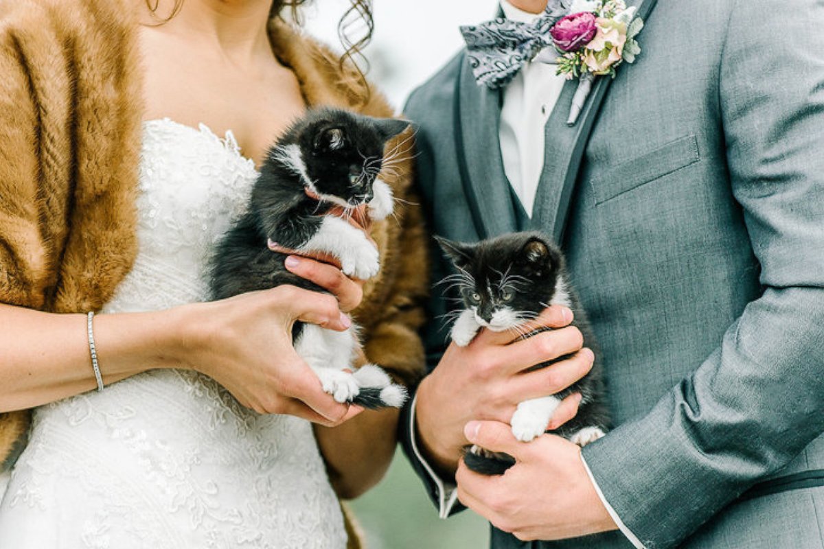 PHOTO: Veterinarians Michele Bangsboll Anderson and Nick Anderson invited rescue kittens to their Colorado wedding.