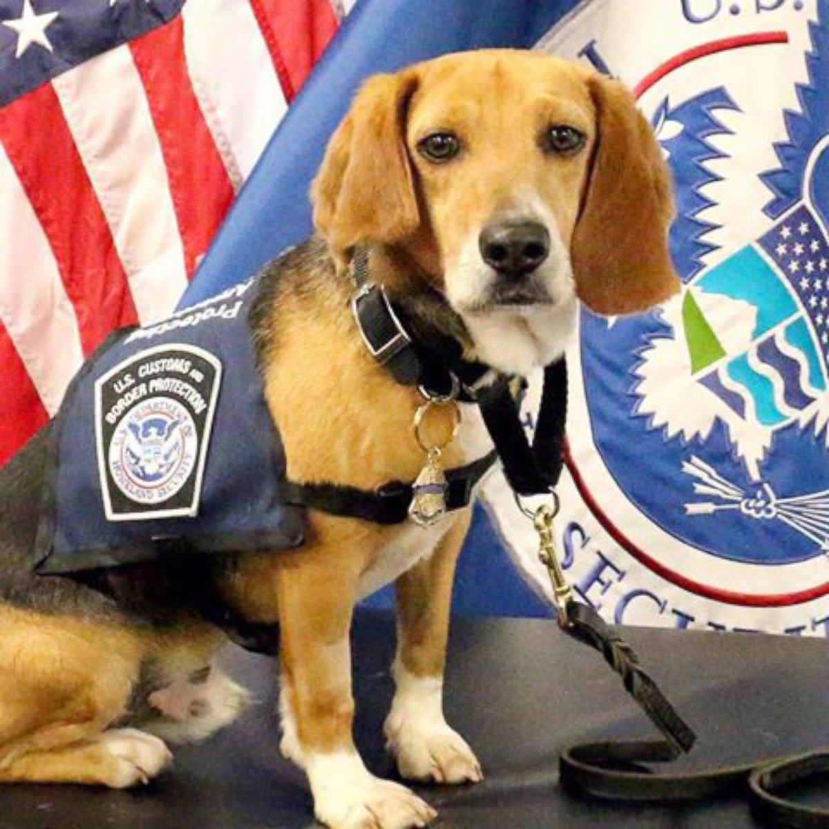 PHOTO: Murray is a beagle who suffered abuse before coming to a Georgia Shelter, and is now starting a career with the Hartsfield Jackson Atlanta Airport.