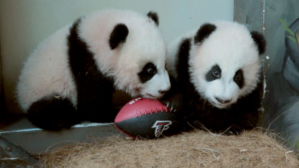 PHOTO: Twin giant panda cubs Ya Lun and Xi Lun at Zoo Atlanta were spotted wrestling over their Atlanta Falcons football.