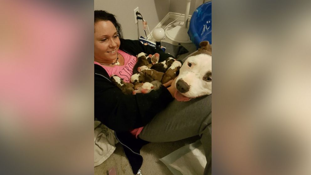 Utah Woman Struggles to Cuddle With Foster Dog and Her 11 Puppies in ...