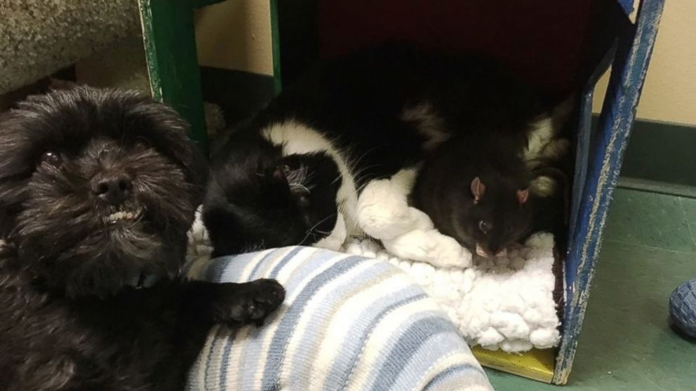 PHOTO: Sasha the dog, Jack the cat and Tweaks the rat became an internet sensation dubbed "The Rat Pack" after they were taken in by the Oshkosh Area Humane Society in Wisconsin. 
