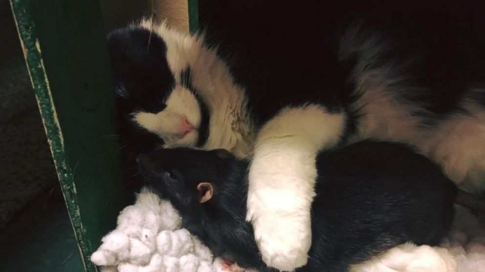 PHOTO: Sasha the dog, Jack the cat and Tweaks the rat became an internet sensation dubbed "The Rat Pack" after they were taken in by the Oshkosh Area Humane Society in Wisconsin. 