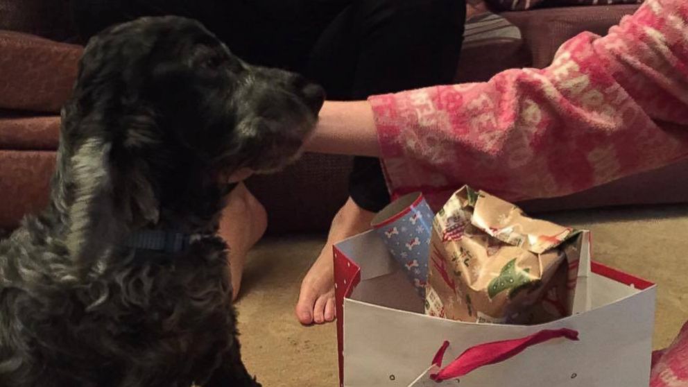 PHOTO: When it became clear the family dog wasn't going to live until Christmas, Molly Bradshaw made the holiday come early for her dog, Scooby.