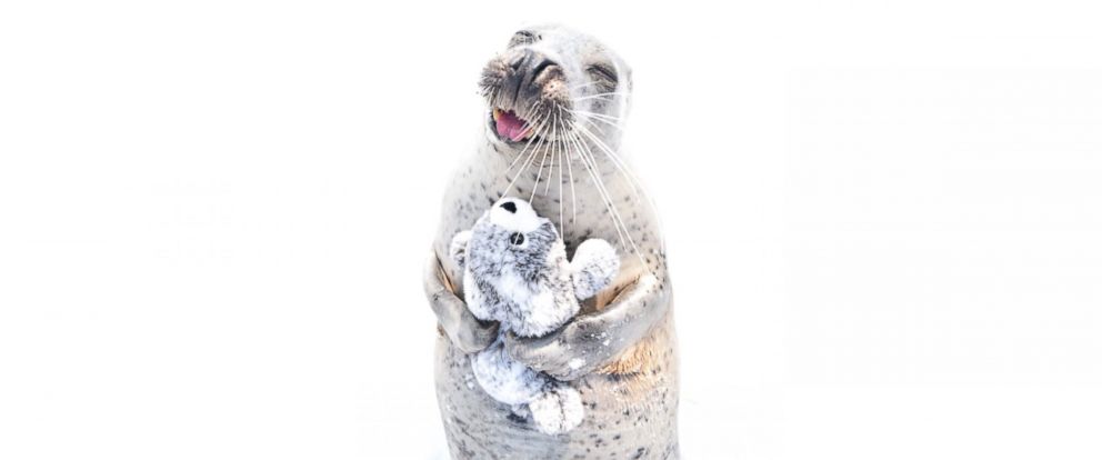 PHOTO: This seal in Japan is all smiles when cuddling up with its stuffed animal seal. 