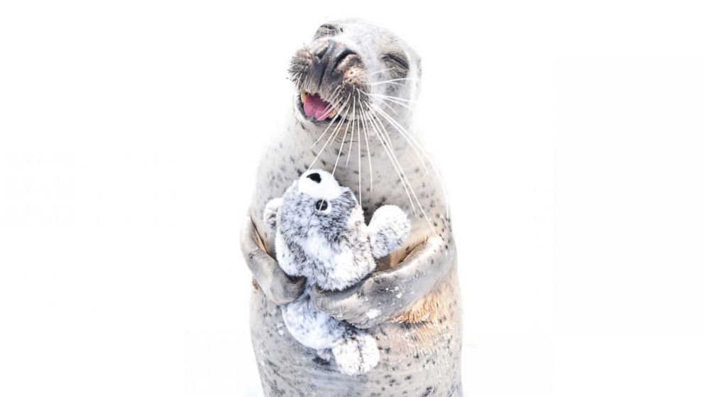 Seal in Japan falls in love with stuffed animal look-alike - ABC News