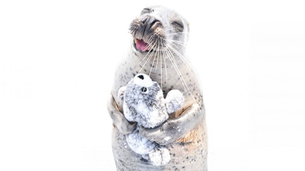 Seal deals stuffed animals