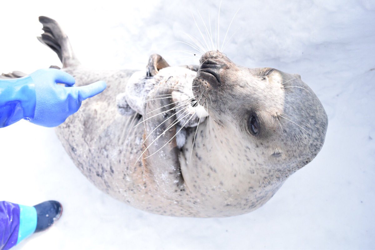 PHOTO: This seal in Japan is all smiles when cuddling up with its stuffed animal seal. 