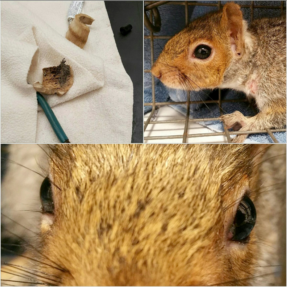 PHOTO: The Animal Rescue League helped save a squirrel that was found with what appeared to be a dog bone stuck around its neck. 
