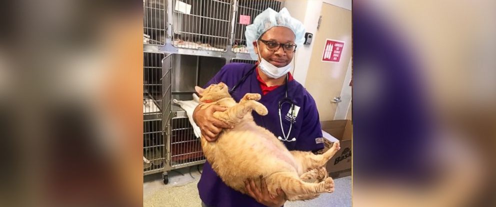 PHOTO: Symba the 35-pound cat is looking for a loving, fur-ever home in Washington, D.C. 