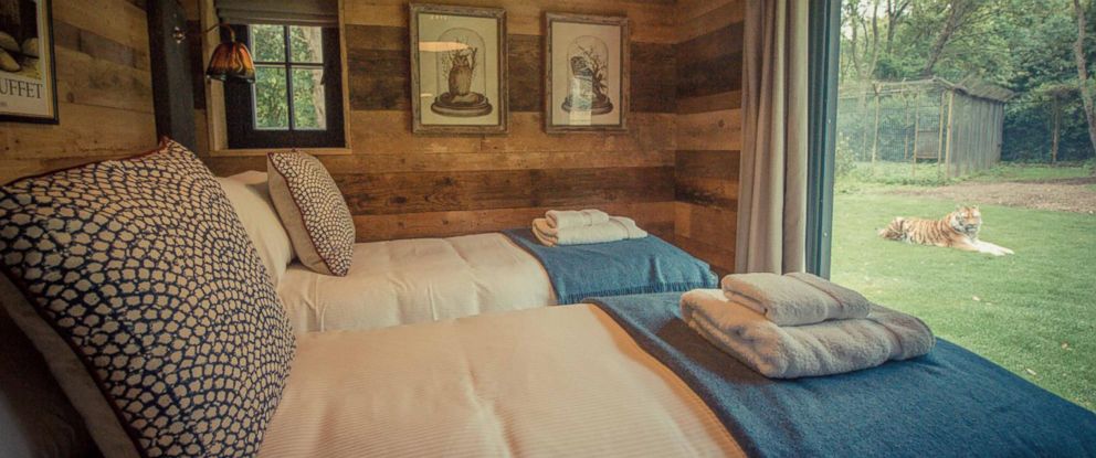 New 2 Bedroom Lodge Lets You Sleep Footsteps From Tigers Abc News Photo The New Tiger Lodge On Port Lympne Reserve In Kent U K