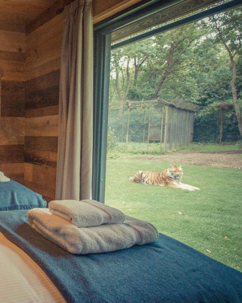 Tiger Lodge Kent House Beautiful Photo The New Tiger Lodge On Port Lympne Reserve In Kent
