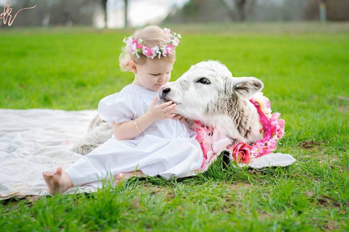 PHOTO: Kinley Gray, 2, and this 2-week-old calf have formed an inseparable bond after the calf lost its mom. 
