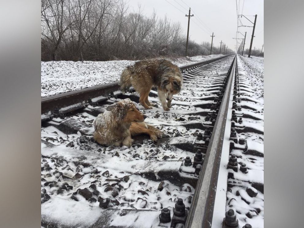 a dog refuses to leave his injured friend train