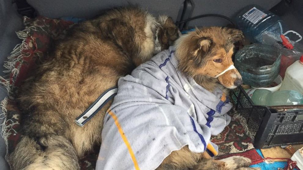 PHOTO: After a dog, named Lucy, was hit by a Ukranian moving train, her protective furry friend, named Panda, spent two days watching after her until they were rescued.