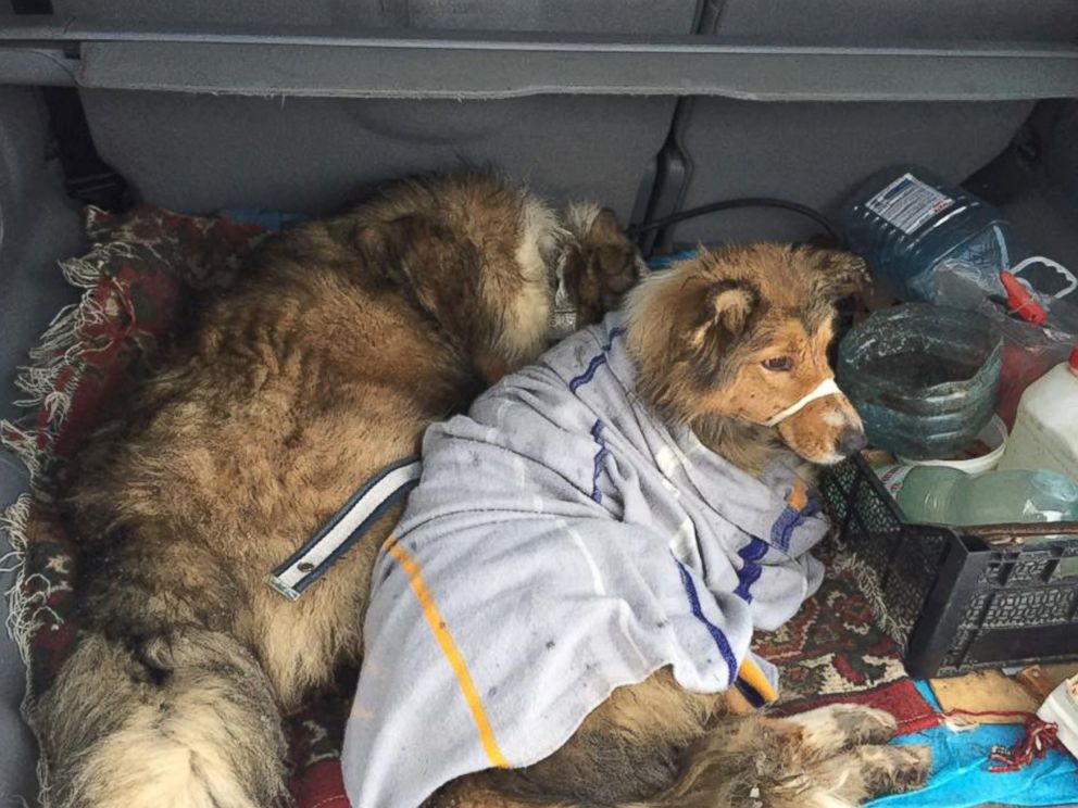PHOTO: After a dog, named Lucy, was hit by a Ukranian moving train, her protective furry friend, named Panda, spent two days watching after her until they were rescued.