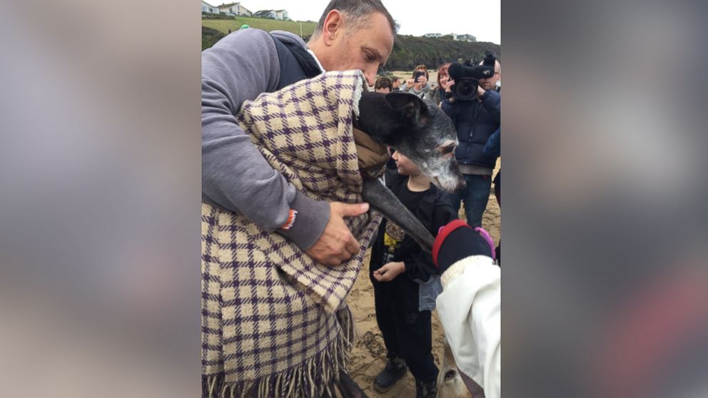 Before owner Mark Woods euthanized his 18-year-old dog, Walnut, he invited other dog owners to join him for a final walk on Porth Beach in Newquay, United Kingdom, on Saturday.