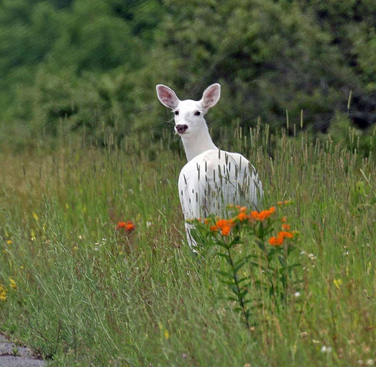 PHOTO: A white deer stands in the brush inside the former Seneca Army Depot.