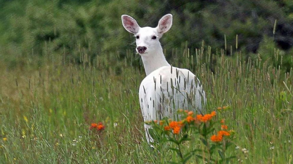 PHOTO: A white deer stands in the brush inside the former Seneca Army Depot.