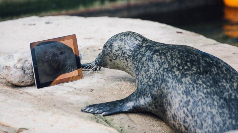 PHOTO: Seals Sija and Babyface Video Chat each other with "Seal Time" to keep in touch after being separated.