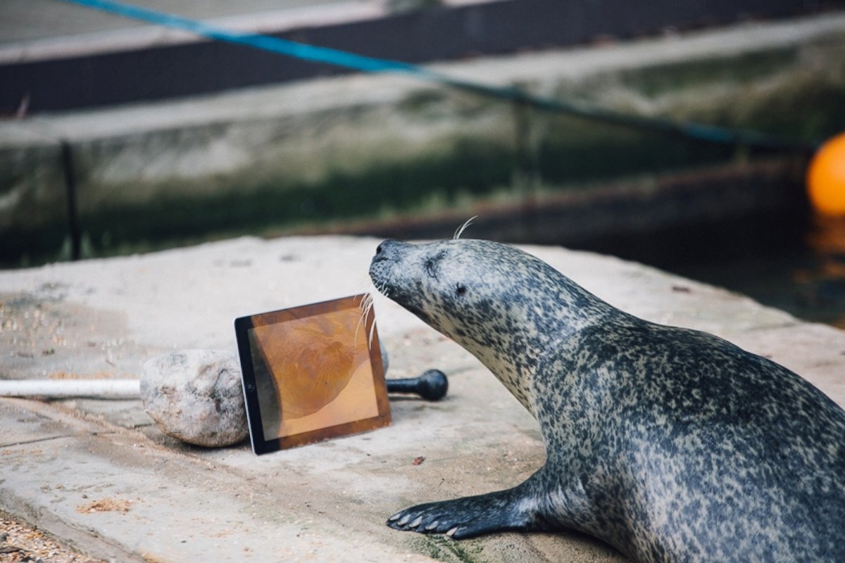 PHOTO: Seals Sija and Babyface Video Chat each other with "Seal Time" to keep in touch after being separated.