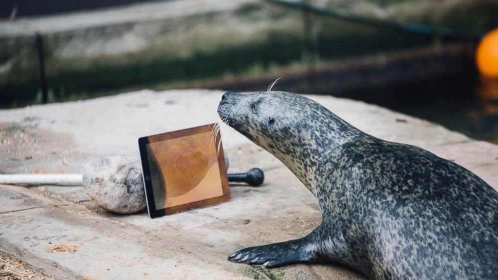 PHOTO: Seals Sija and Babyface Video Chat each other with "Seal Time" to keep in touch after being separated.