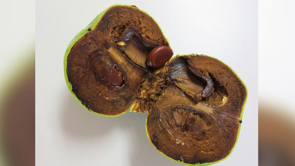 PHOTO: Black sapote, also known as the chocolate pudding fruit, can be used as a healthy cooking alternative to chocolate.