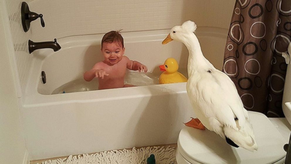 PHOTO: Toddler Tyler Young and his best friend, the family's pet duck known as Beaker. 
