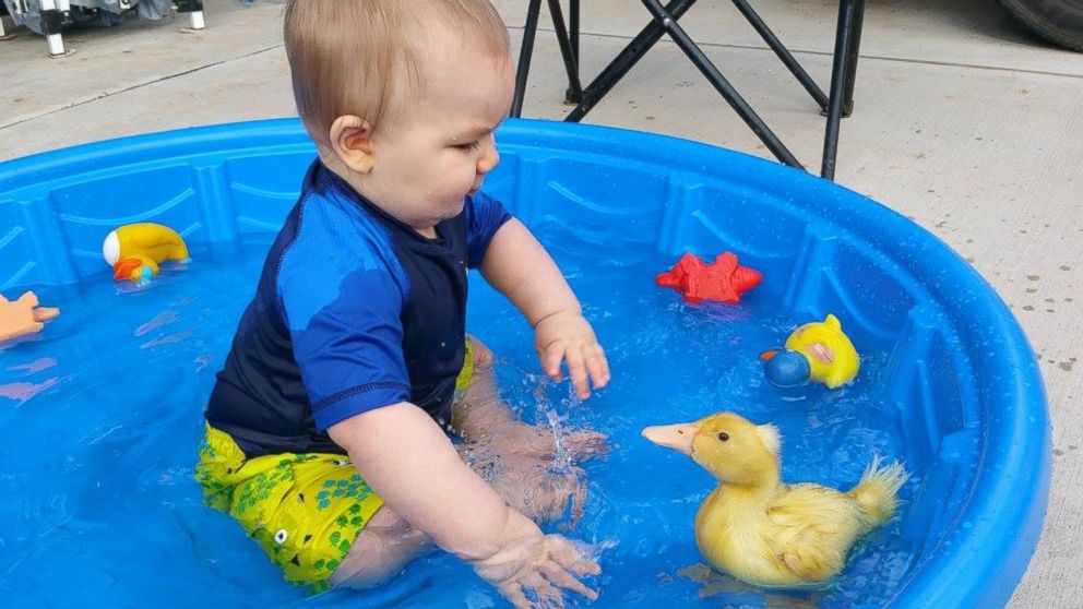 PHOTO: Toddler Tyler Young and his best friend, the family's pet duck known as Beaker. 