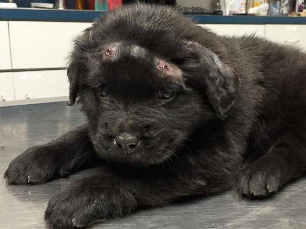 PHOTO: A 6-month-old puppy nicknamed Brody is recovering after it was found shot with 18 pellets from a BB gun in Rock Hill, South Carolina, according to doctors and police. 