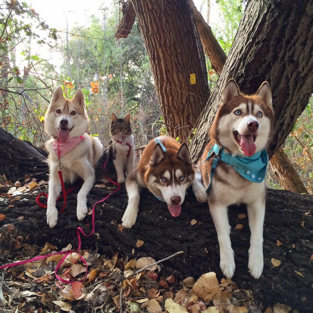 PHOTO: Rosie the cat is best friends with Lilo the Husky and his canine pals, according to their owners. 

