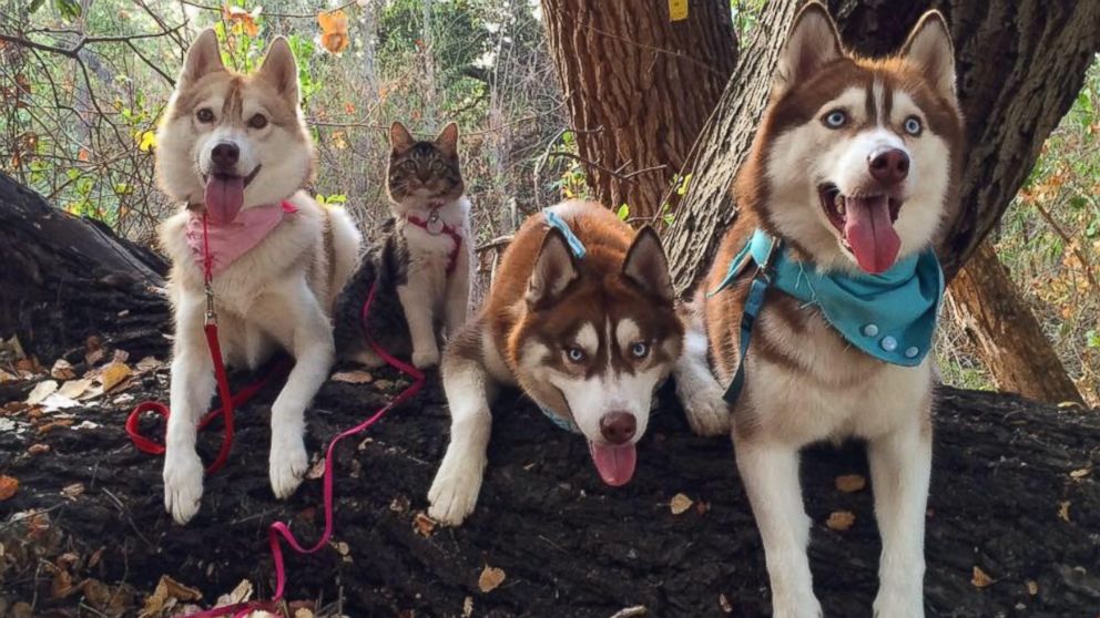 do siberian huskies get along with cats