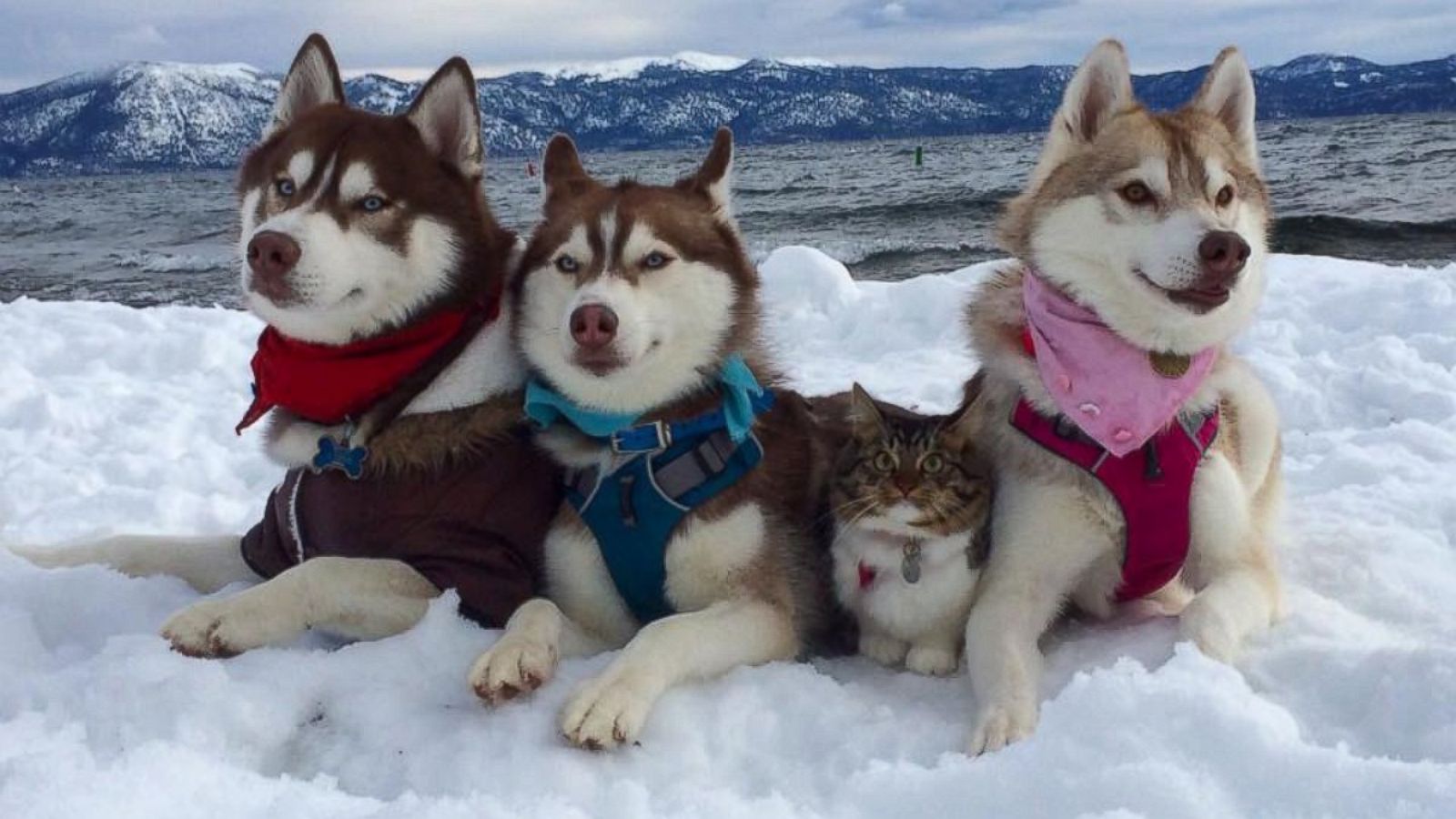 Raising a Husky Puppy with Cats 
