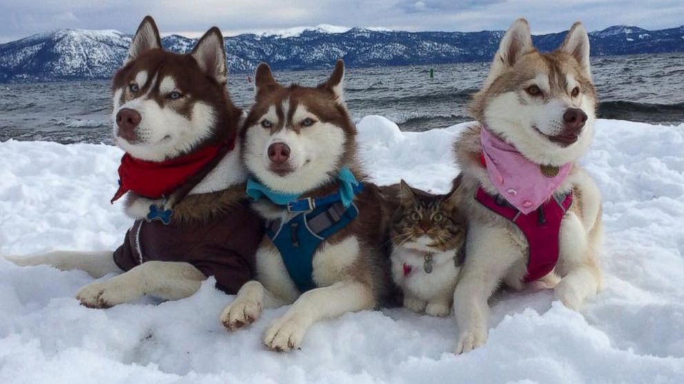VIDEO: Siberian Husky Pack Adopts Kitten