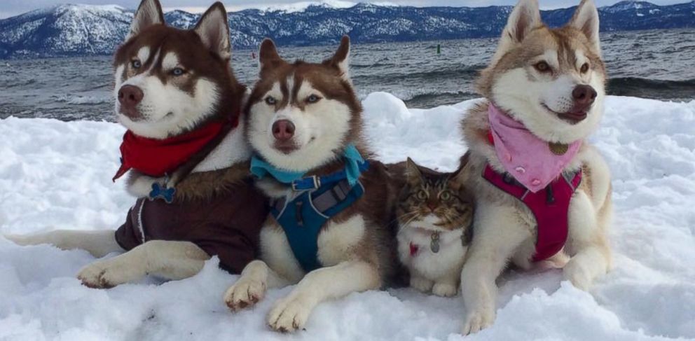 do siberian huskies get along with cats