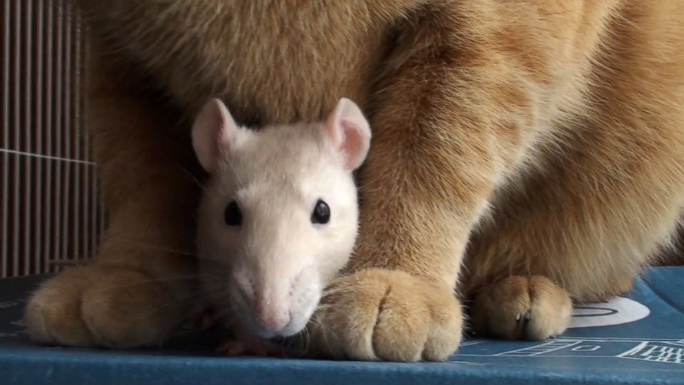 PHOTO: Peanut the rat and Ranj the cat were "like close siblings," according to their owner, Maggie Szpot from Cedarburg, Wisconsin. 