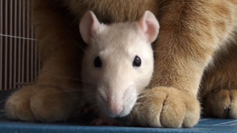 PHOTO: Peanut the rat and Ranj the cat were "like close siblings," according to their owner, Maggie Szpot from Cedarburg, Wisconsin. 