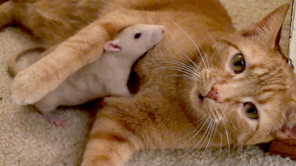 PHOTO: Peanut the rat and Ranj the cat were "like close siblings," according to their owner, Maggie Szpot from Cedarburg, Wisconsin. 