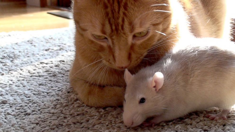 PHOTO: Peanut the rat and Ranj the cat were "like close siblings," according to their owner, Maggie Szpot from Cedarburg, Wisconsin. 