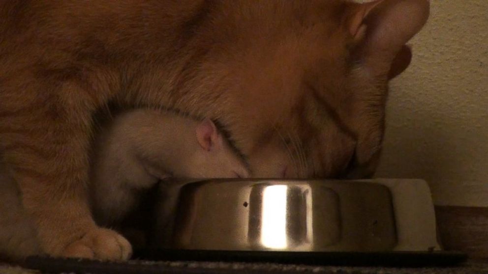 PHOTO: Peanut the rat and Ranj the cat were "like close siblings," according to their owner, Maggie Szpot from Cedarburg, Wisconsin. 