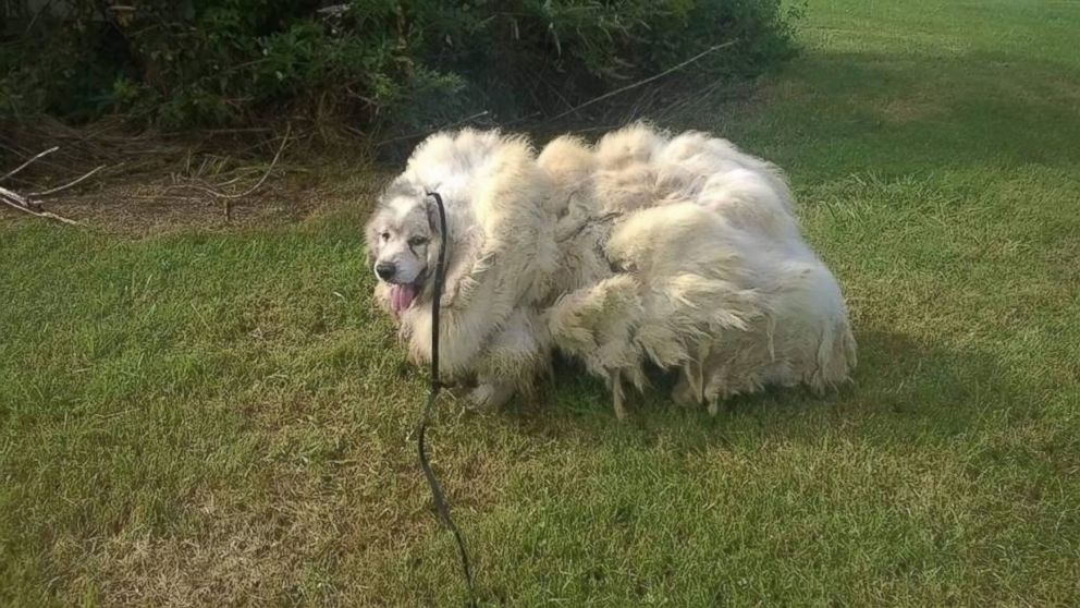 shaved great pyrenees